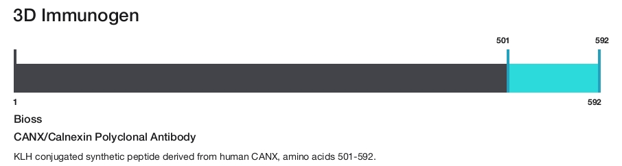 CANX/Calnexin Polyclonal Antibody