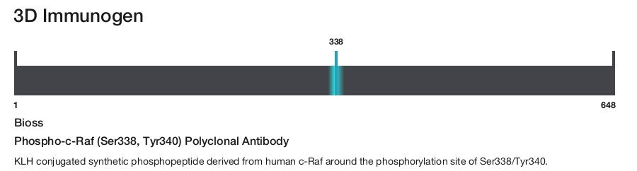 Phospho-c-Raf (Ser338, Tyr340) Polyclonal Antibody