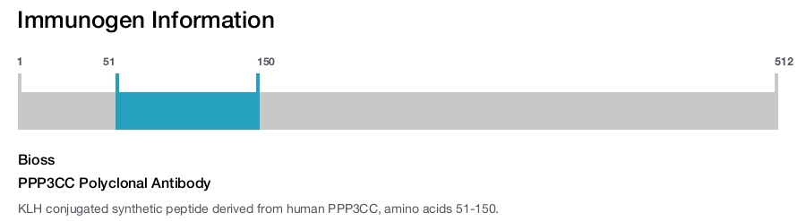 PPP3CC Polyclonal Antibody