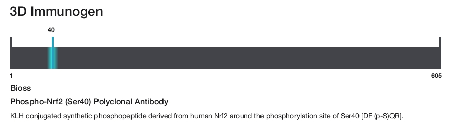 Phospho-Nrf2 (Ser40) Polyclonal Antibody