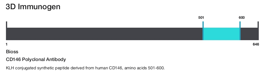 CD146 Polyclonal Antibody
