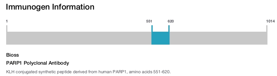 PARP1 Polyclonal Antibody