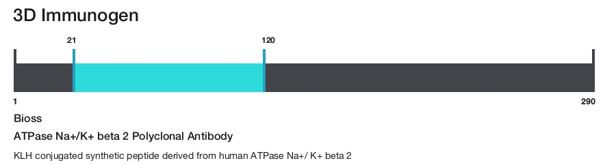 ATPase Na+/K+ beta 2 Polyclonal Antibody