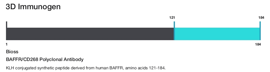 BAFFR/CD268 Polyclonal Antibody