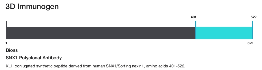 SNX1 Polyclonal Antibody