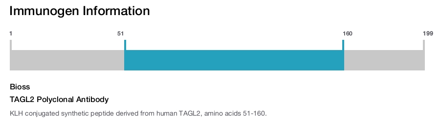 TAGL2 Polyclonal Antibody