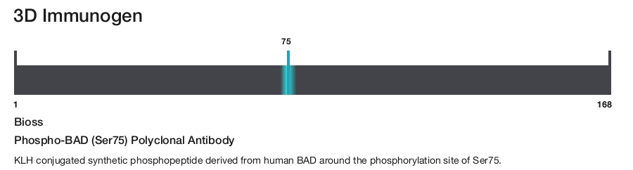 Phospho-BAD (Ser75) Polyclonal Antibody