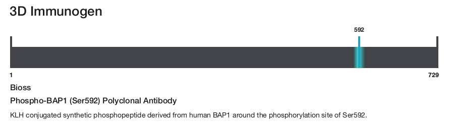 Phospho-BAP1 (Ser592) Polyclonal Antibody