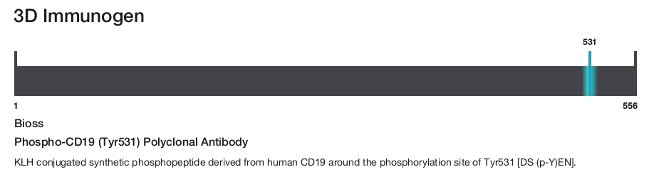 Phospho-CD19 (Tyr531) Polyclonal Antibody