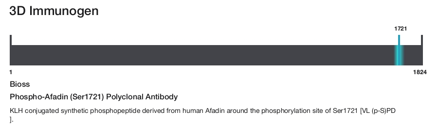 Phospho-Afadin (Ser1721) Polyclonal Antibody