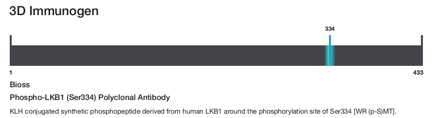 Phospho-LKB1 (Ser334) Polyclonal Antibody