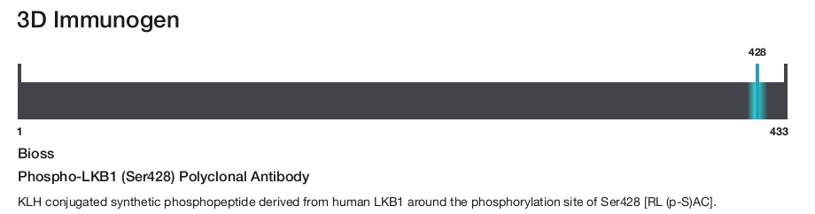 Phospho-LKB1 (Ser428) Polyclonal Antibody