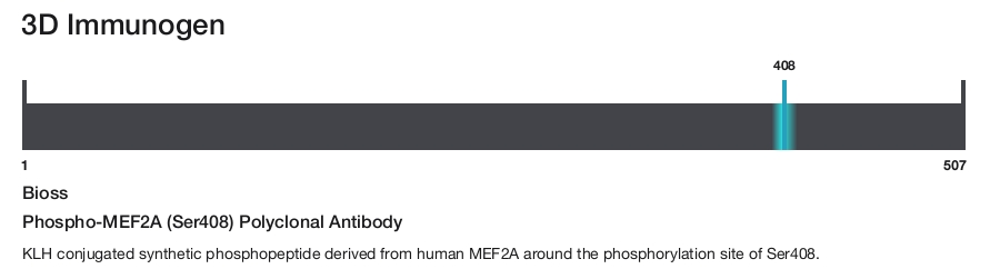 Phospho-MEF2A (Ser408) Polyclonal Antibody