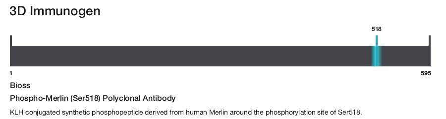 Phospho-Merlin (Ser518) Polyclonal Antibody