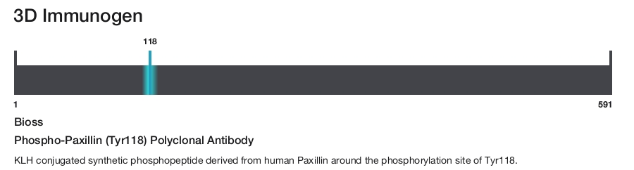 Phospho-Paxillin (Tyr118) Polyclonal Antibody