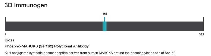 Phospho-MARCKS (Ser162) Polyclonal Antibody