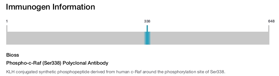 Phospho-c-Raf (Ser338) Polyclonal Antibody