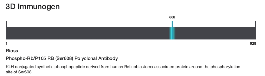 Phospho-Rb/P105 RB (Ser608) Polyclonal Antibody
