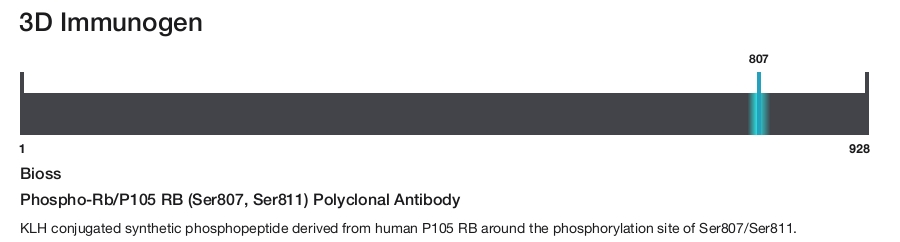 Phospho-Rb/P105 RB (Ser807, Ser811) Polyclonal Antibody