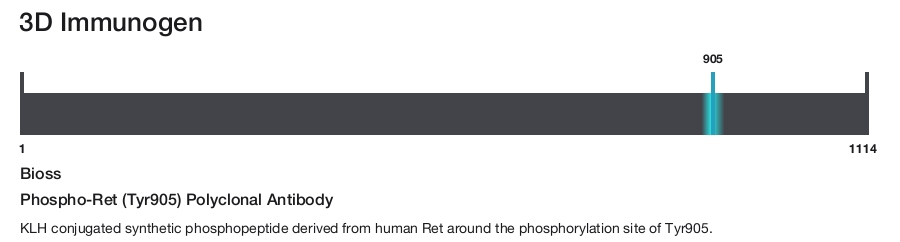 Phospho-Ret (Tyr905) Polyclonal Antibody