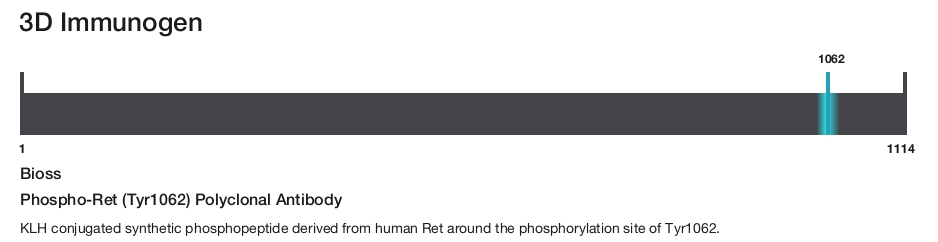 Phospho-Ret (Tyr1062) Polyclonal Antibody