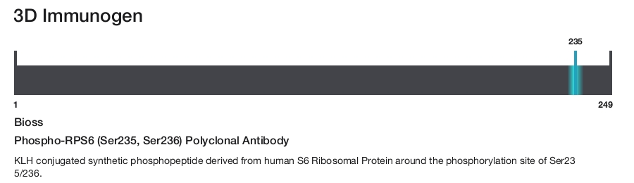 Phospho-RPS6 (Ser235, Ser236) Polyclonal Antibody