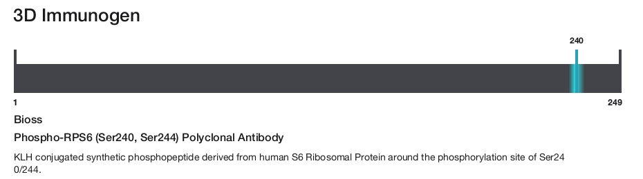 Phospho-RPS6 (Ser240, Ser244) Polyclonal Antibody