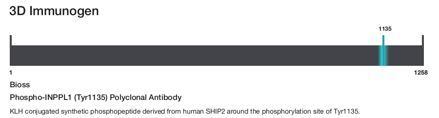 Phospho-INPPL1 (Tyr1135) Polyclonal Antibody