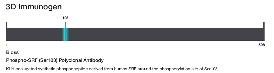 Phospho-SRF (Ser103) Polyclonal Antibody