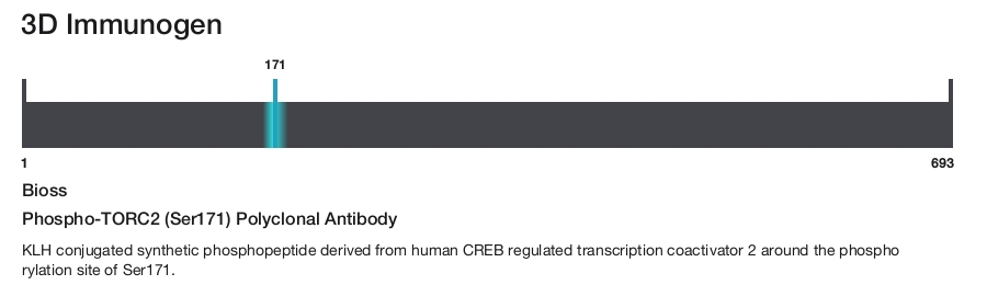 Phospho-TORC2 (Ser171) Polyclonal Antibody
