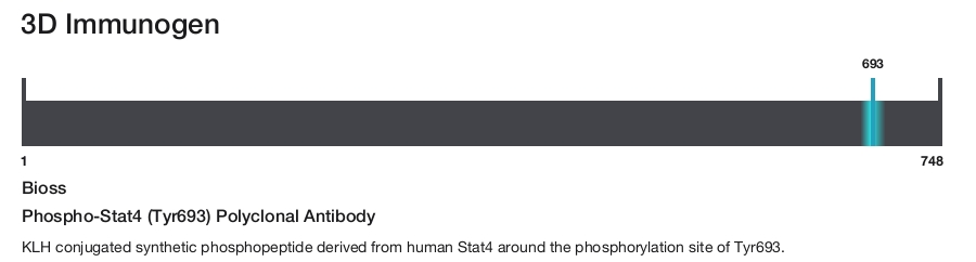 Phospho-Stat4 (Tyr693) Polyclonal Antibody