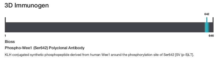 Phospho-Wee1 (Ser642) Polyclonal Antibody