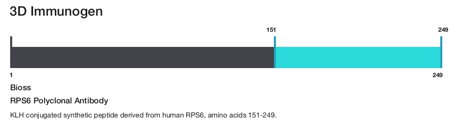 RPS6 Polyclonal Antibody