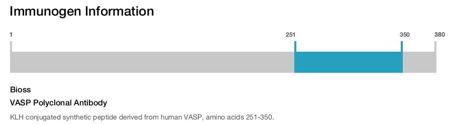 VASP Polyclonal Antibody