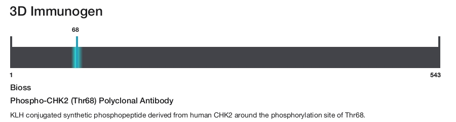 Phospho-CHK2 (Thr68) Polyclonal Antibody