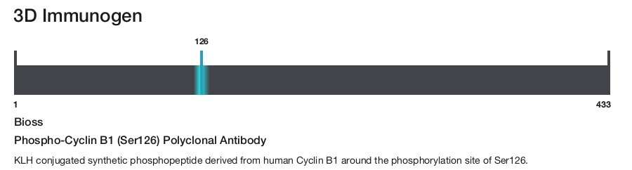 Phospho-Cyclin B1 (Ser126) Polyclonal Antibody