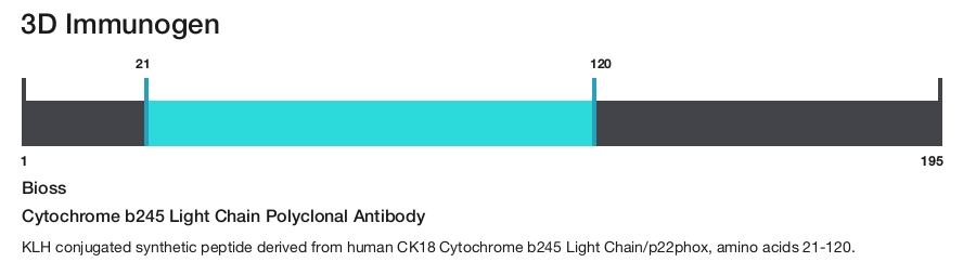 Cytochrome b245 Light Chain Polyclonal Antibody