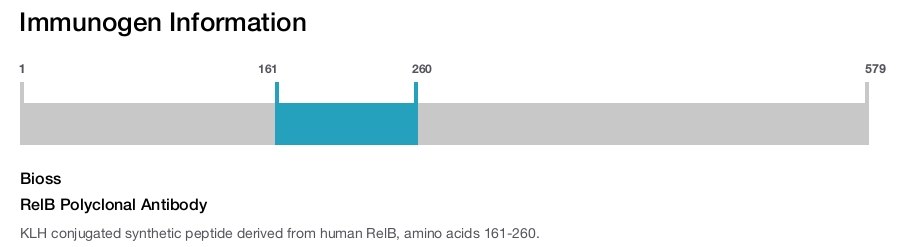 RelB Polyclonal Antibody