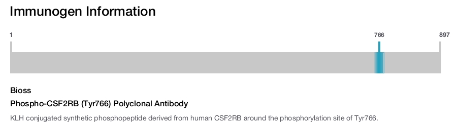 Phospho-CSF2RB (Tyr766) Polyclonal Antibody