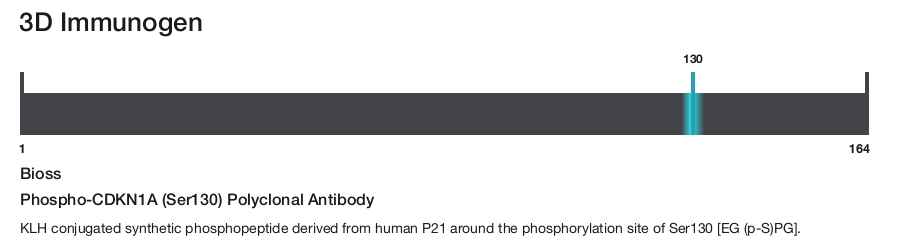 Phospho-CDKN1A (Ser130) Polyclonal Antibody