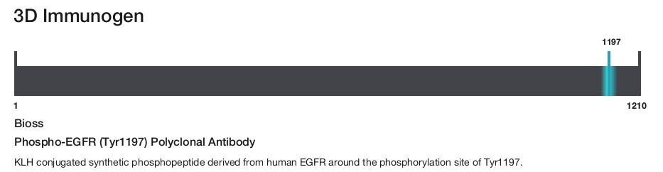 Phospho-EGFR (Tyr1197) Polyclonal Antibody