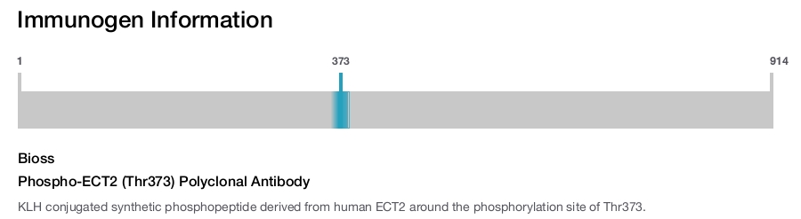 Phospho-ECT2 (Thr373) Polyclonal Antibody
