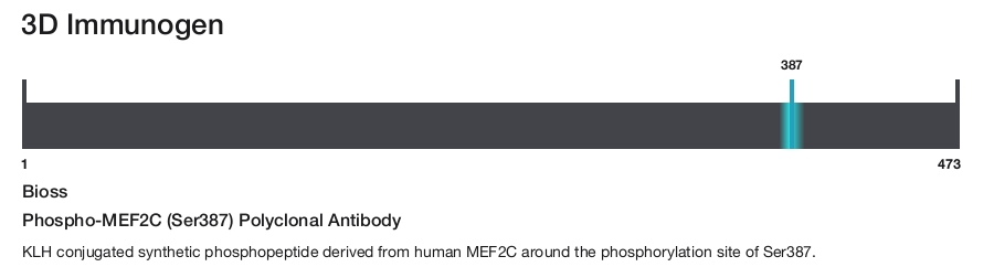 Phospho-MEF2C (Ser387) Polyclonal Antibody