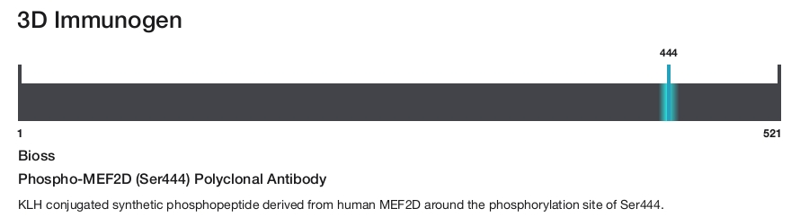 Phospho-MEF2D (Ser444) Polyclonal Antibody