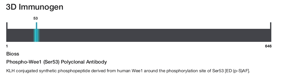 Phospho-Wee1 (Ser53) Polyclonal Antibody