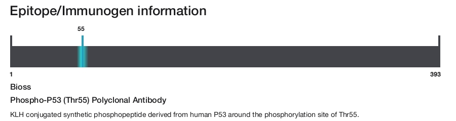 Phospho-P53 (Thr55) Polyclonal Antibody