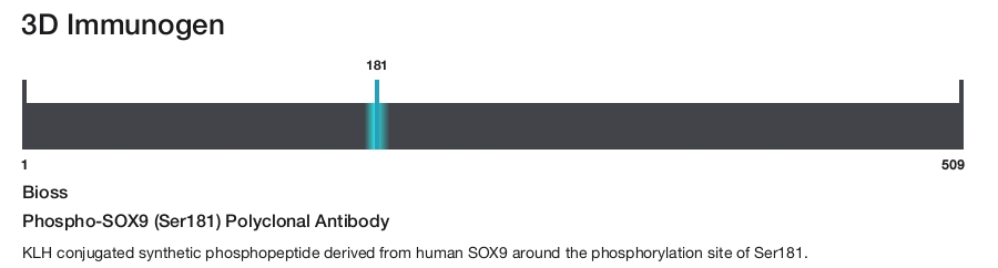 Phospho-SOX9 (Ser181) Polyclonal Antibody