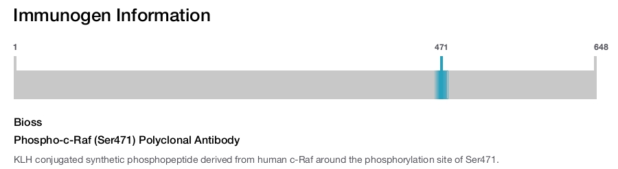 Phospho-c-Raf (Ser471) Polyclonal Antibody