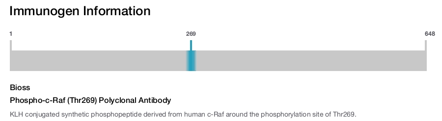 Phospho-c-Raf (Thr269) Polyclonal Antibody