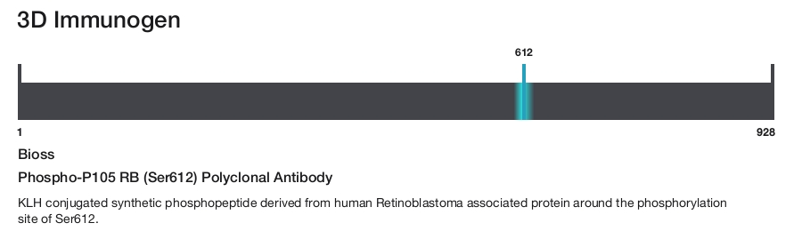 Phospho-P105 RB (Ser612) Polyclonal Antibody
